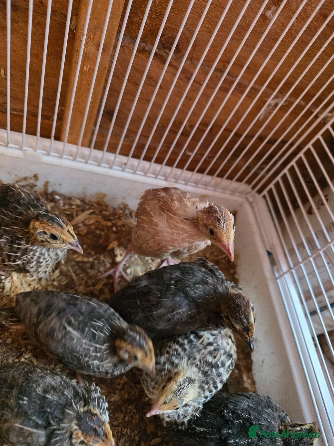 Budgerigars birds for sale: Quails  - Advert 3