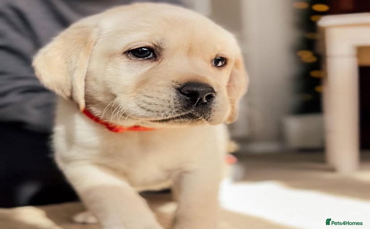 Labrador Retriever dogs - Advert 1