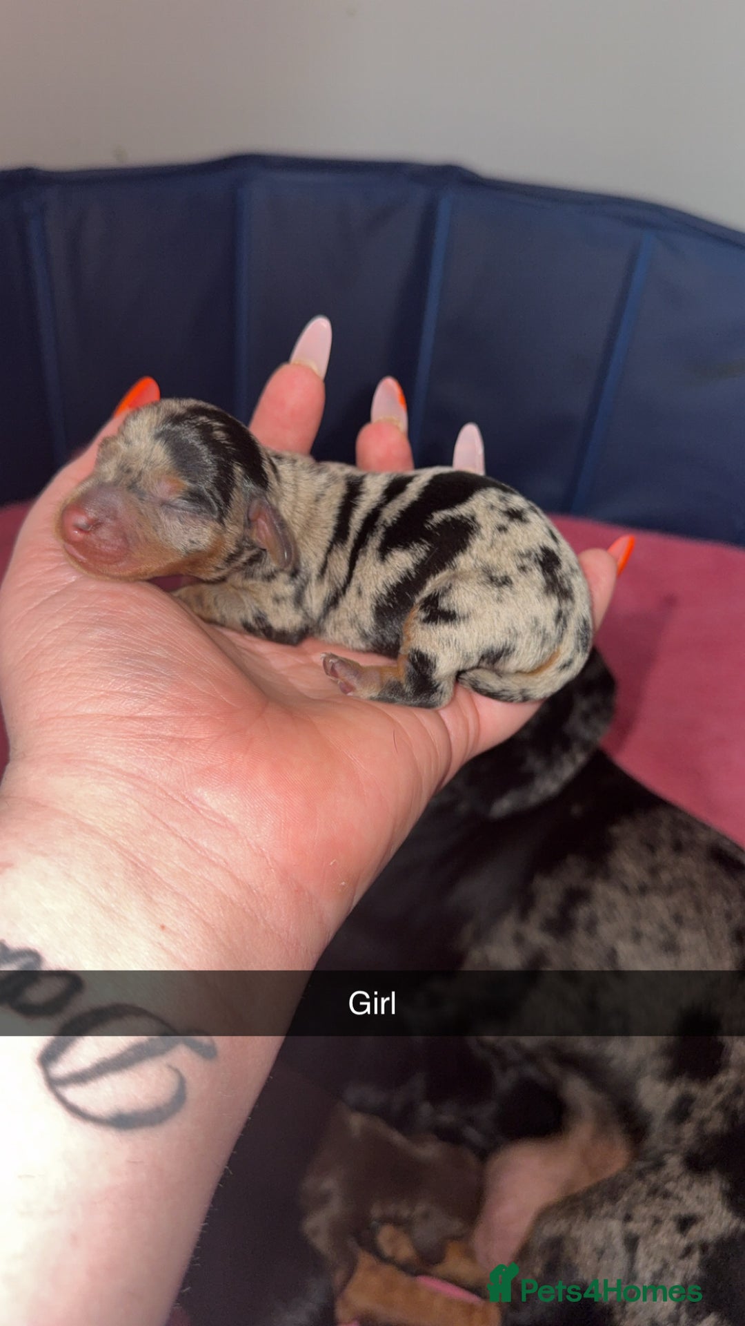 Miniature Dachshund dogs for sale: ✨ Miniature Dachshund puppies for sale!! ✨  - Image 1