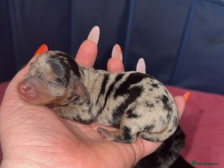 Miniature Dachshund dogs - Advert 21