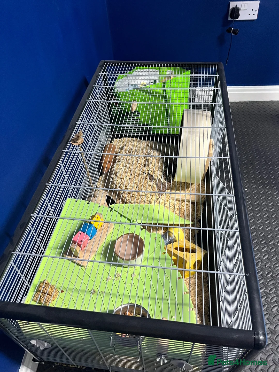 Hamster rodents for sale: Syrian hamster  - Advert 2