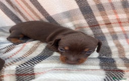 Miniature Dachshund dogs for sale: 5⭐️BREEDERS🏆KCREG🌸6GIRL💙1BOY🩺HEALTH TESTED🧬 - Image 28