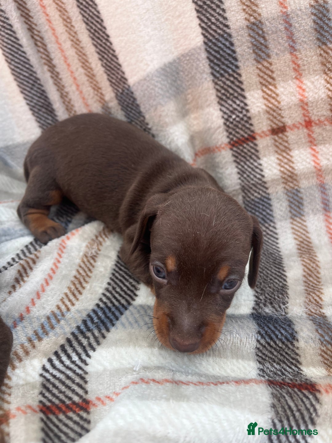 Miniature Dachshund dogs for sale: 5⭐️BREEDERS🏆KCREG🌸6GIRL💙1BOY🩺HEALTH TESTED🧬 - Image 28