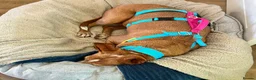 Ibizan Hound dogs for adoption: Kiara - a sweet low energy girl - Advert 9