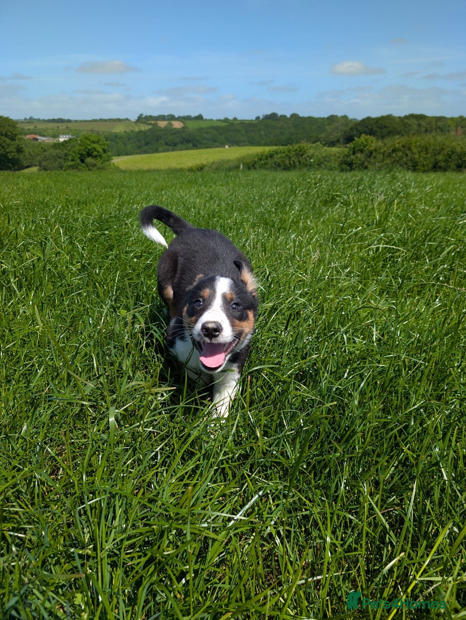 Border Collie dogs Cracking Litter of Tri Coloured Collies For Sale - Advert 1
