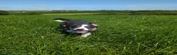 Border Collie dogs for sale: Cracking Litter of Tri Coloured Collies For Sale - Advert 3