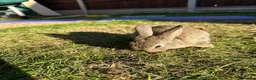 Mixed Breed rabbits for sale: Beautiful Dwarfs lops (Ready to go)  - Advert 4