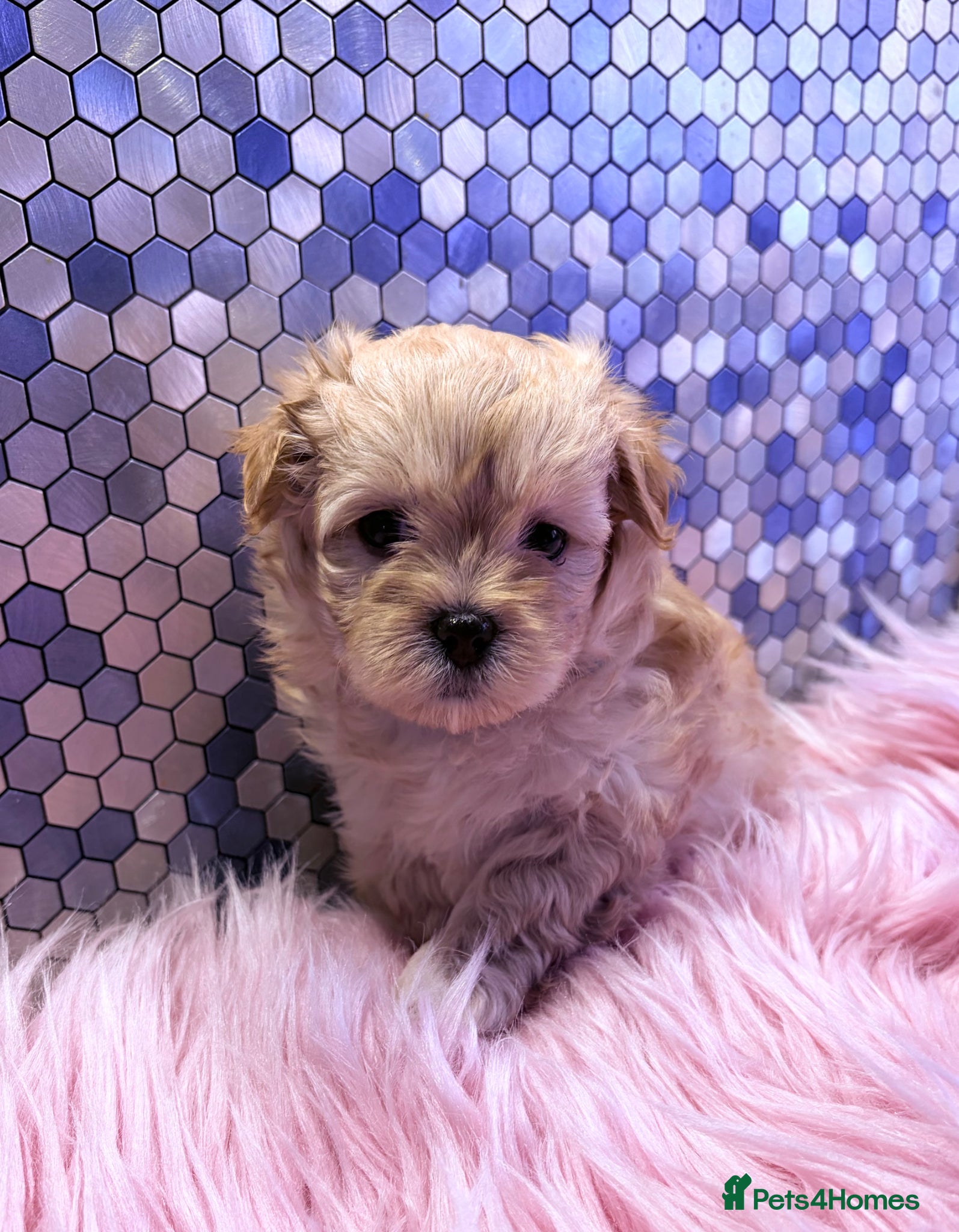 Maltipoo dogs F1 Korean multipoo babies truly beautiful  - Advert 3