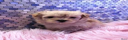 Maltipoo dogs for sale: F1 Korean multipoo one baby boy now available  - Advert 20
