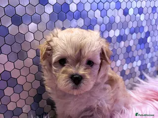 Maltipoo dogs F1 Korean multipoo babies truly beautiful - Advert 1