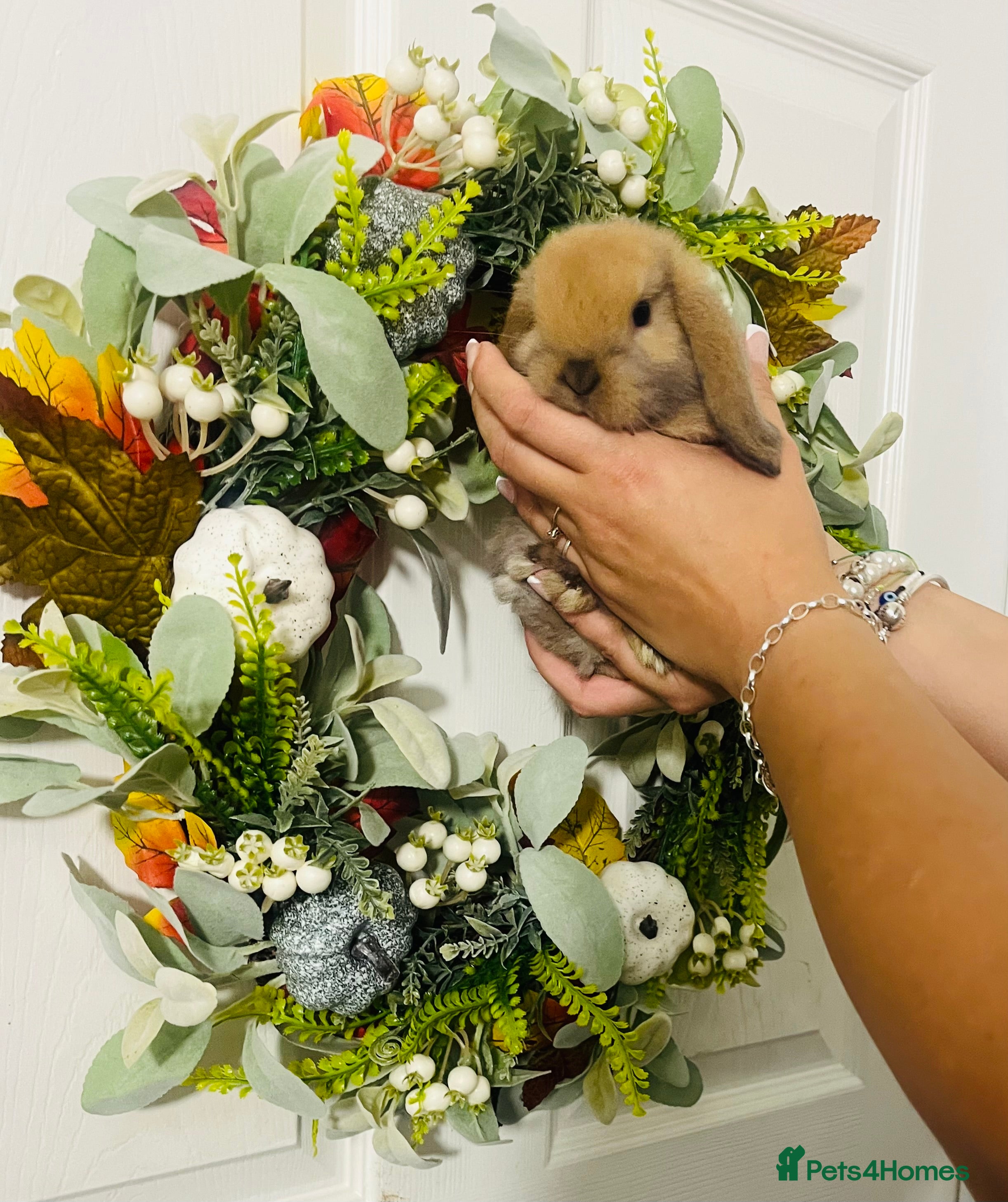 Mini Lop rabbits 🐰pure bred Miniature Lop 🐰 - Advert 15