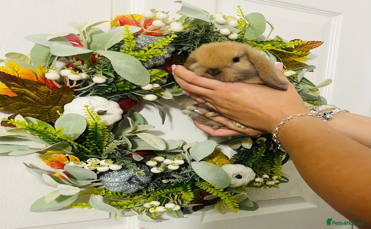 Mini Lop rabbits - Advert 16
