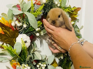 Mini Lop rabbits - Advert 11