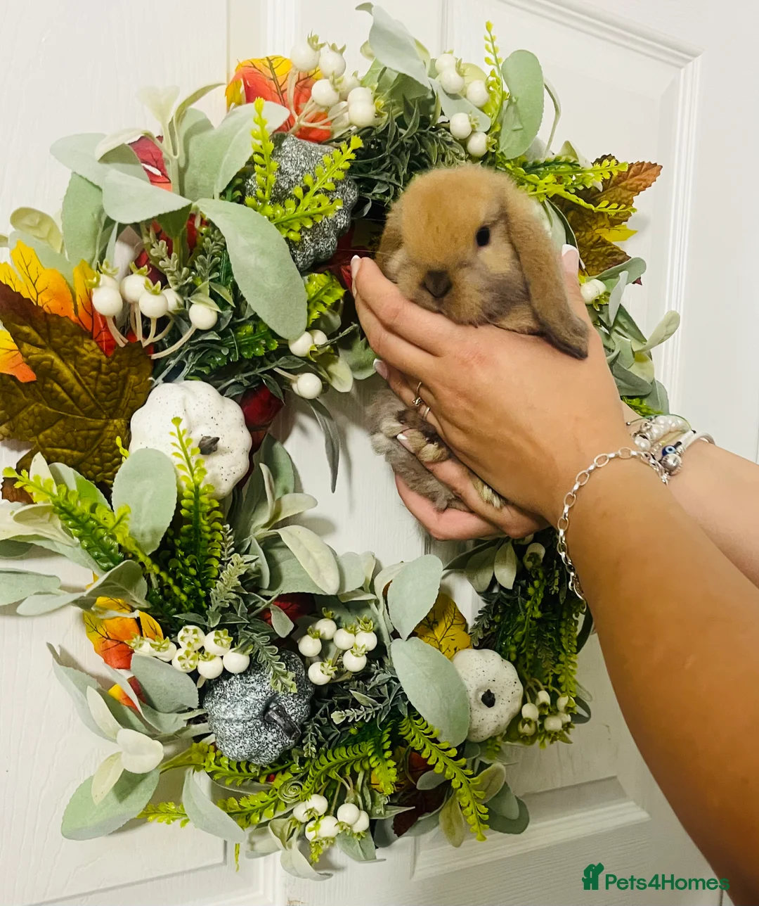 Mini Lop rabbits for sale: 🐰pure bred Miniature Lop 🐰 - Advert 4