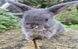 Mini Lop rabbits for sale: Mini Lops  - Image 4