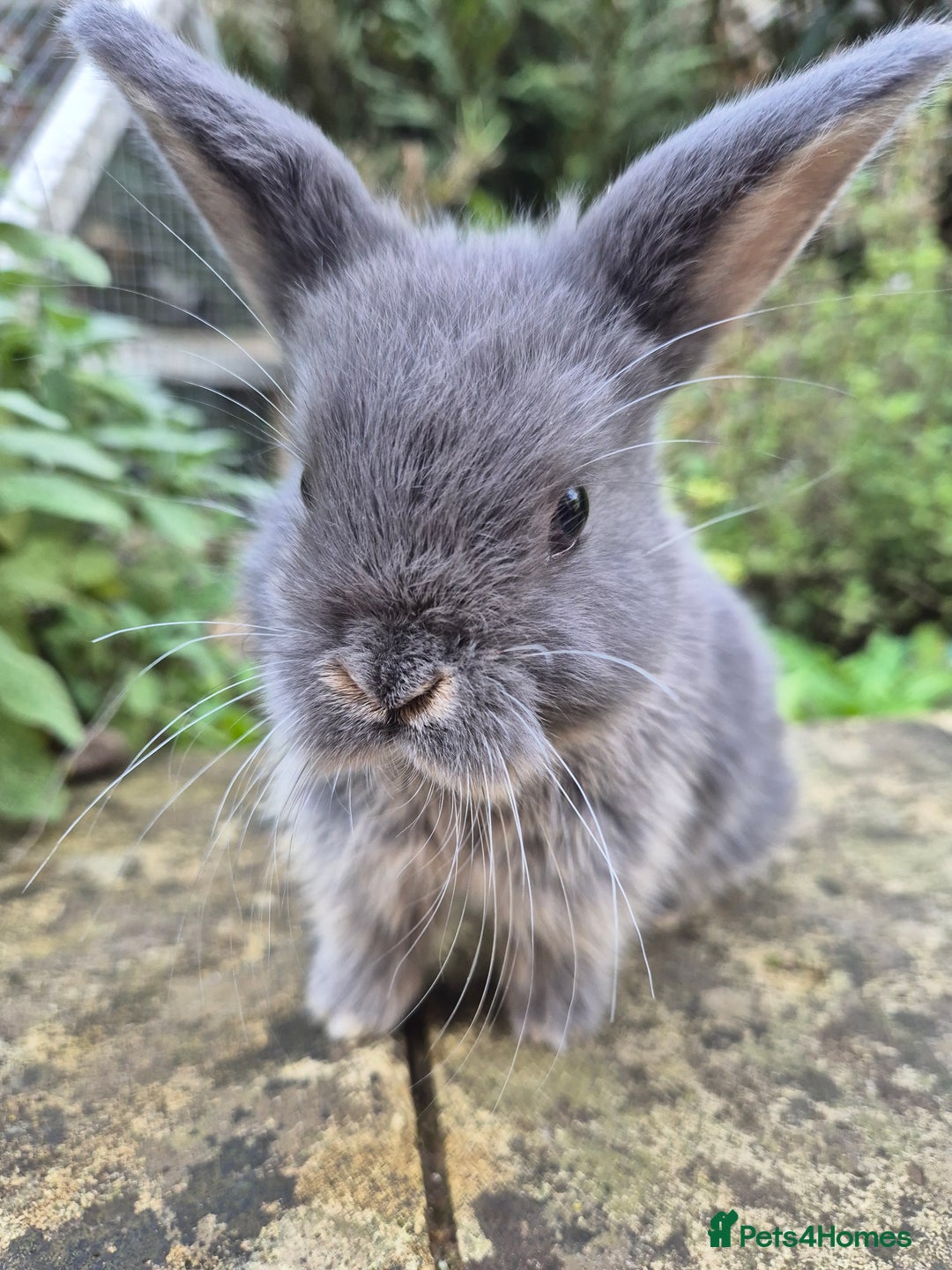 Mini Lop rabbits for sale: Mini Lops  - Image 4