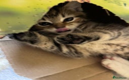 British Shorthair cats for sale: Gorgeous friendly kittens - Image 8