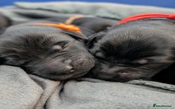 Flat coated Retriever dogs for sale: KC Flat Coated Retriever Puppies - Image 5
