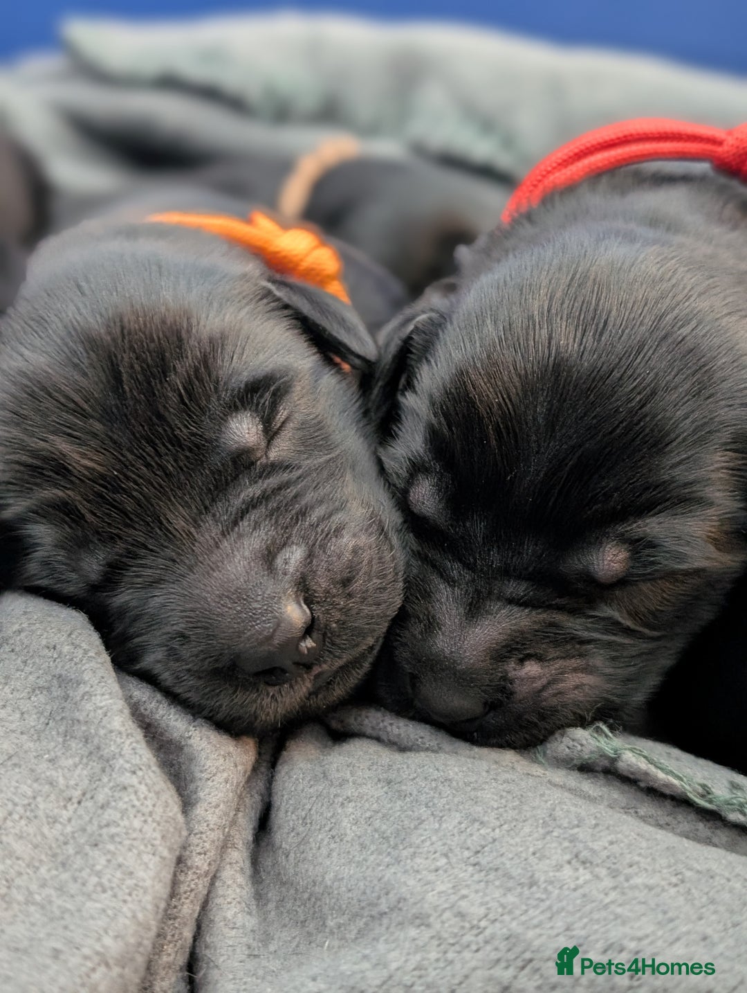 Flat coated Retriever dogs for sale: KC Flat Coated Retriever Puppies - Image 5