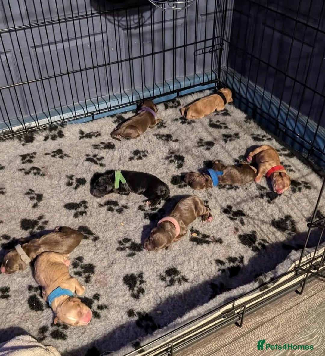 Cocker Spaniel dogs for stud: Handsome working cocker spaniel for stud!! - Advert 14