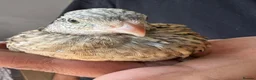 Quail poultry for sale: bob white and jumbo quails available  in Birmingham - Advert 10