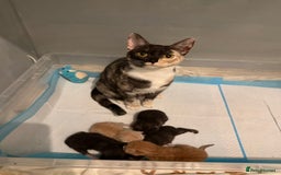 British Shorthair cats for sale: British Shorthair Cross Kittens  - Image 2