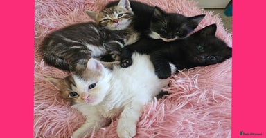 Mixed Breed cats - Advert 14
