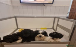 Cockapoo dogs for sale: Best Friend Sofa Companions 🥰 Fully vaccinated  - Image 2