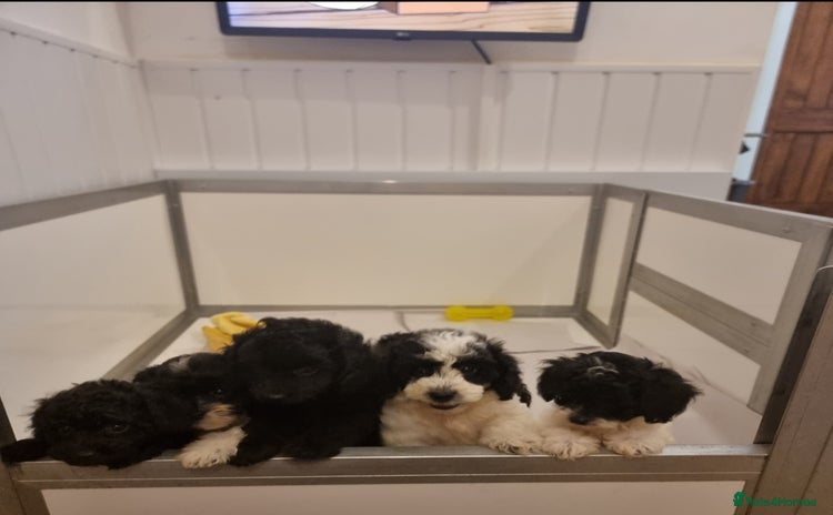 Cockapoo dogs - Advert 1