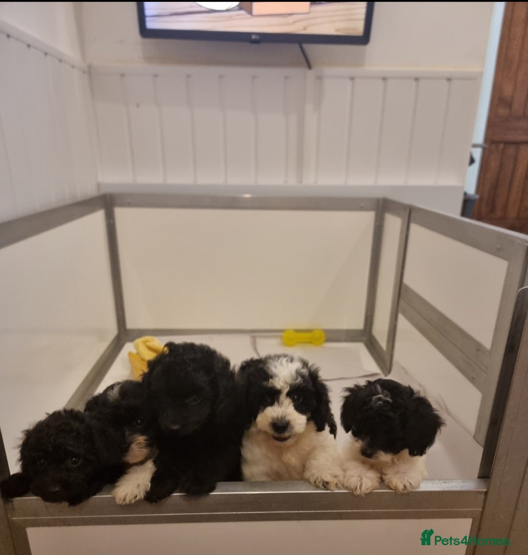Cockapoo dogs for sale: Best Friend Sofa Companions 🥰 Fully vaccinated  - Image 2