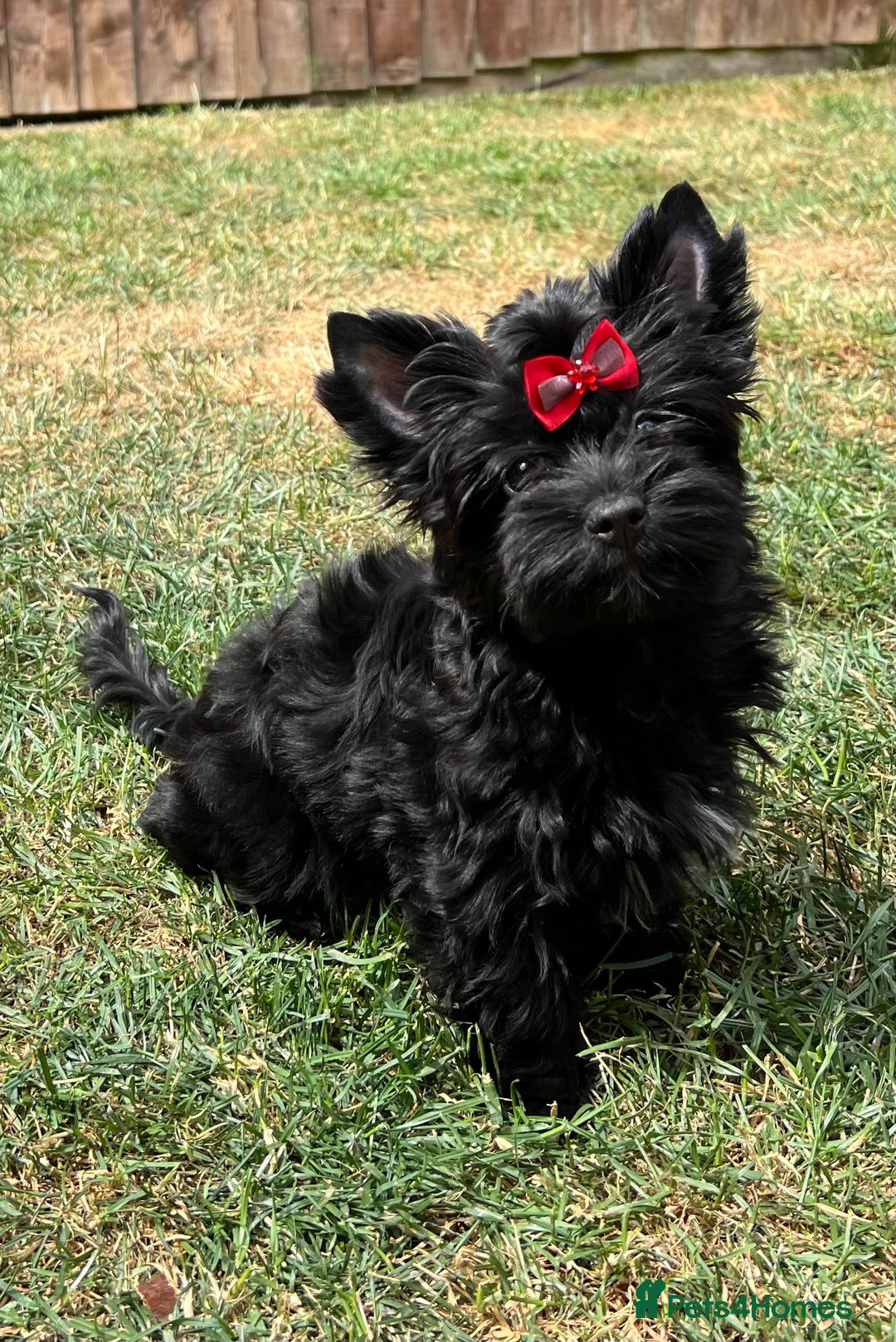 Yorkshire Terrier dogs for sale: Tiny Boys !!! Pedigrees !!! in Coventry - Image 28