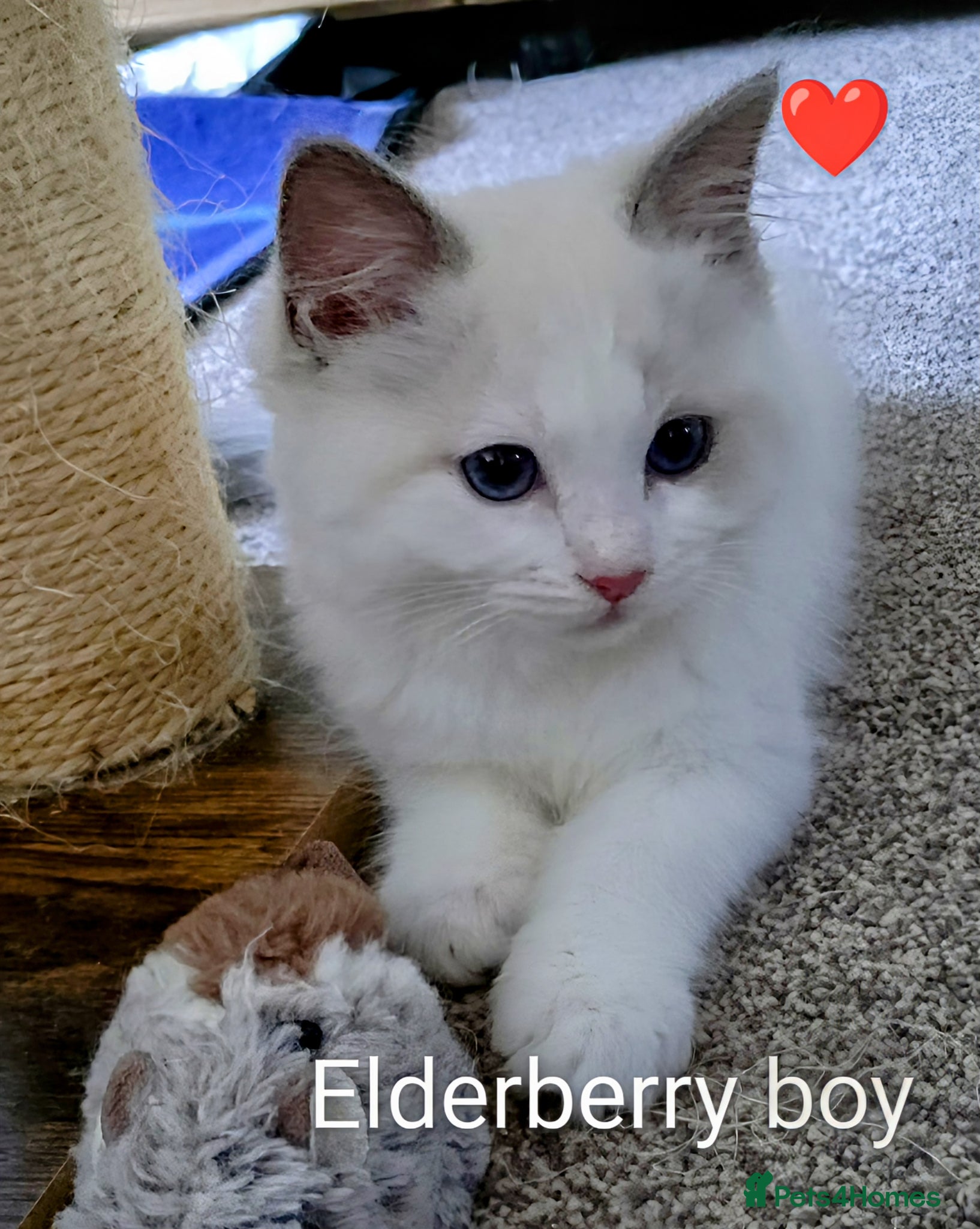 Ragdoll cats GCCF registered pedigree ragdoll kittens for sale - Advert 13