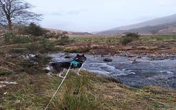Siberian Husky dogs for stud: Siberian Husky for Stud in Glasgow - Image 19