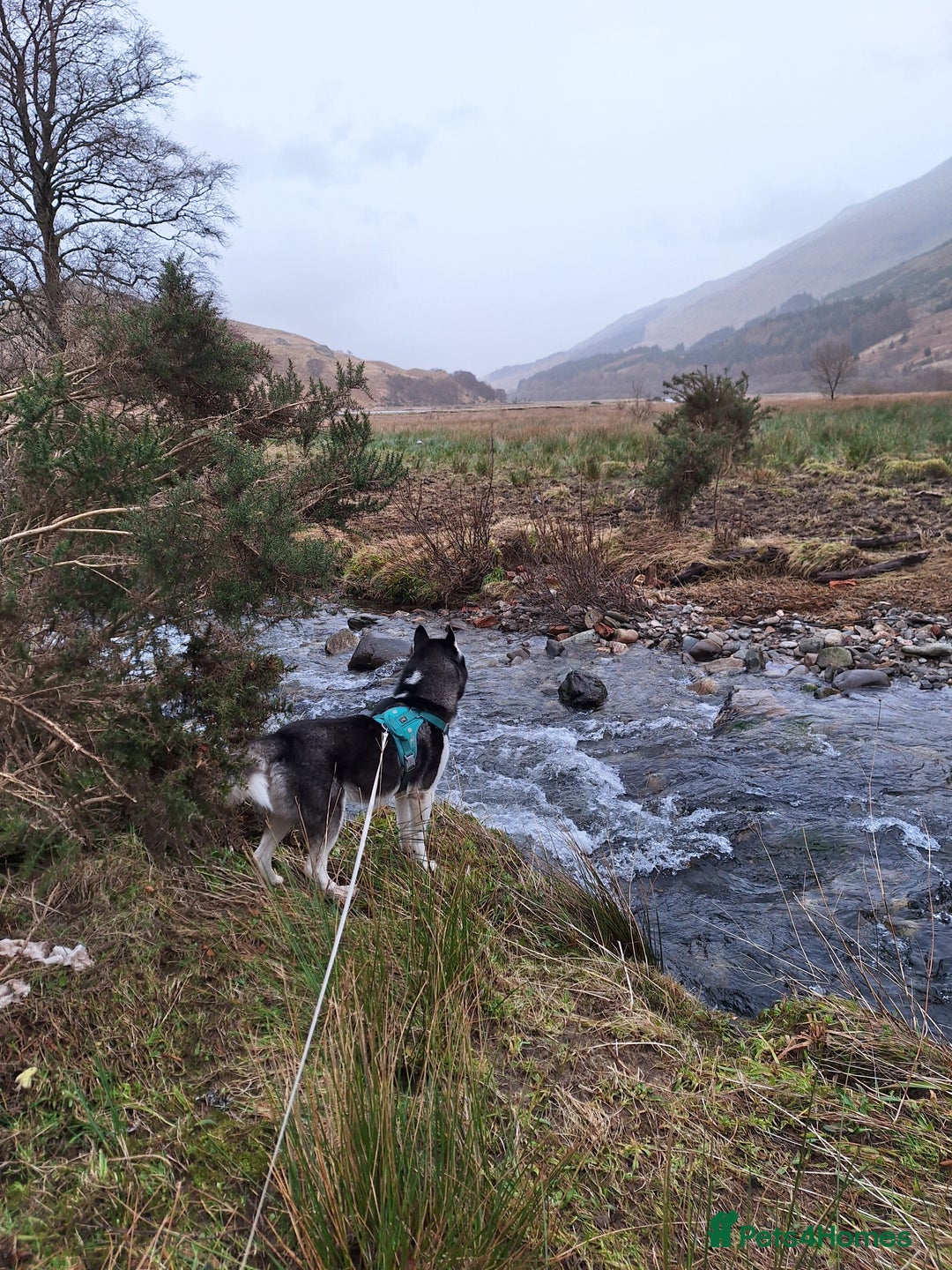 Siberian Husky dogs for stud: Siberian Husky for Stud in Glasgow - Image 19