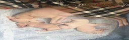 Italian Greyhound dogs for sale: Italian Greyhound puppies  in London - Advert 7
