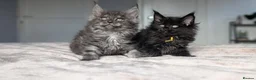Maine Coon cats for sale: Black&Black Smoke Tica registered  - Advert 13