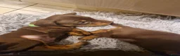 Miniature Dachshund dogs for sale: Beautiful Pups - Advert 5