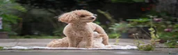 Maltipoo dogs for sale: Beautiful Multipoo Puppies in Perth - Advert 2