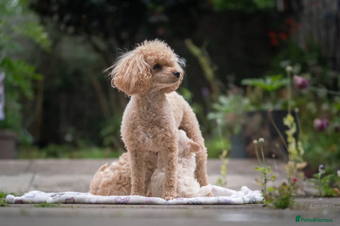 Maltipoo dogs for sale: Beautiful Multipoo Puppies in Perth - Advert 2
