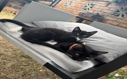 Domestic Shorthair cats for sale: Mother Cat & 2 Kittens - Image 1