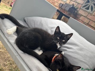 Domestic Shorthair cats - Advert 18