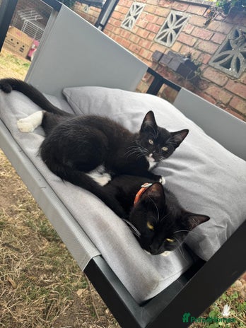 Domestic Shorthair cats - Advert 1