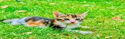 Mixed Breed cats for sale: Mixed breed kittens - Advert 16
