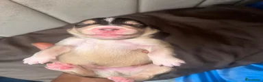 Simba (SIM-BAA)