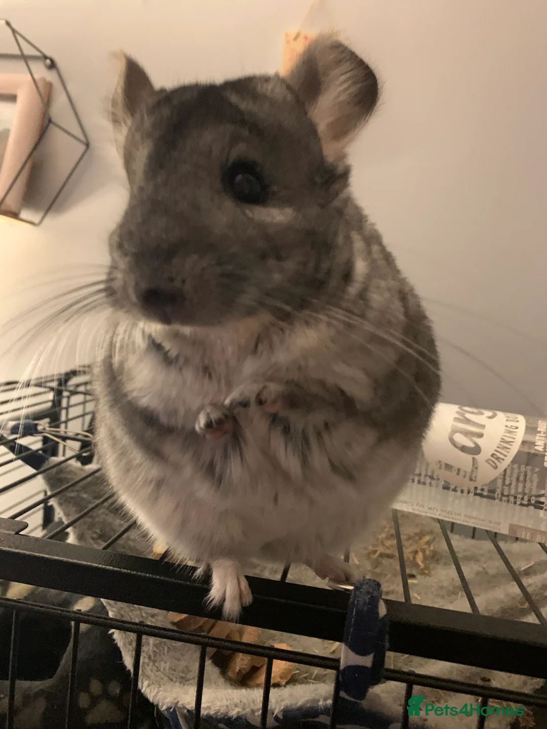 Chinchilla rodents for sale: Teddy - Advert 4