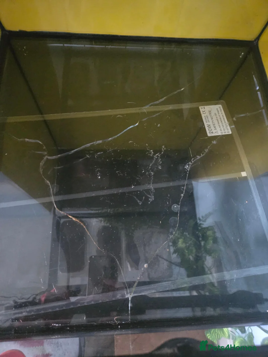 Gecko reptiles for sale: 1 year old Gecko and the complete enclosure set up in Londonderry - Advert 5