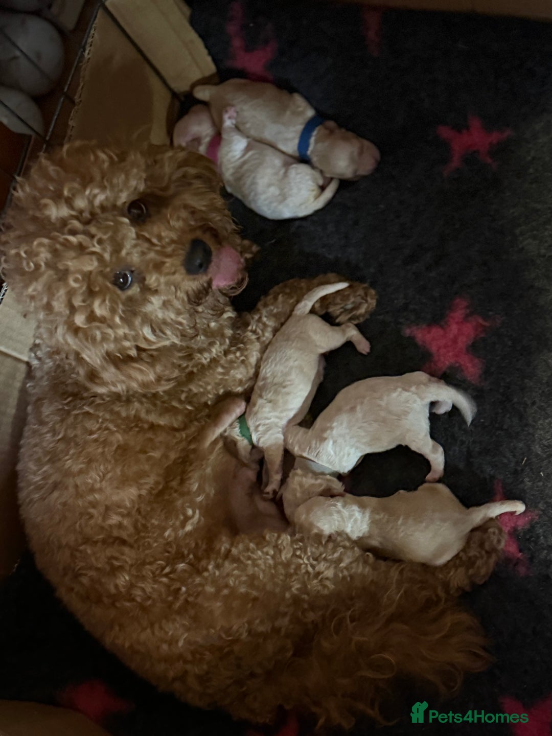 Poochon dogs for sale: poochon puppies  - Image 4