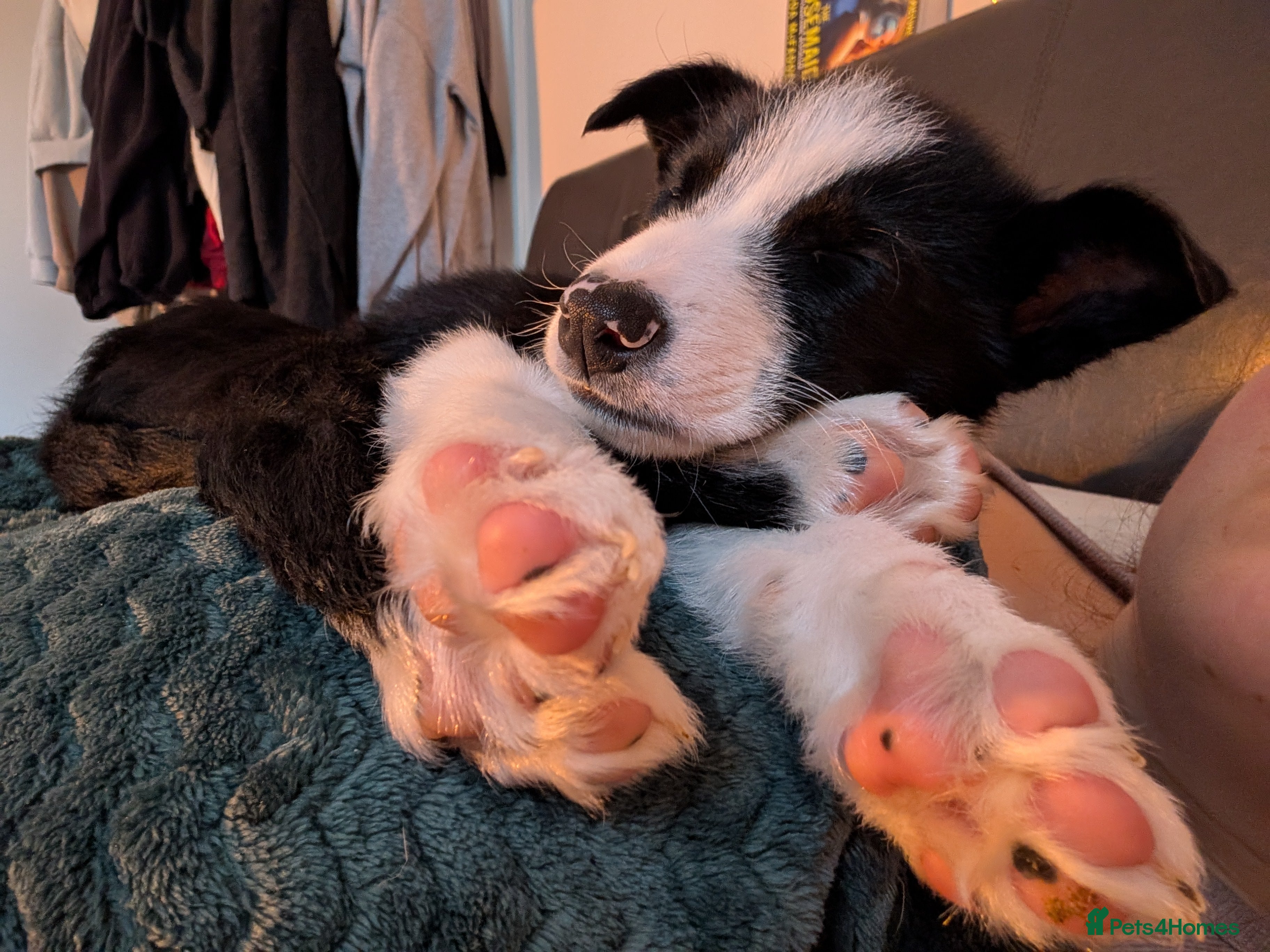 Border Collie dogs Border collie female- POLLY.  - Advert 13