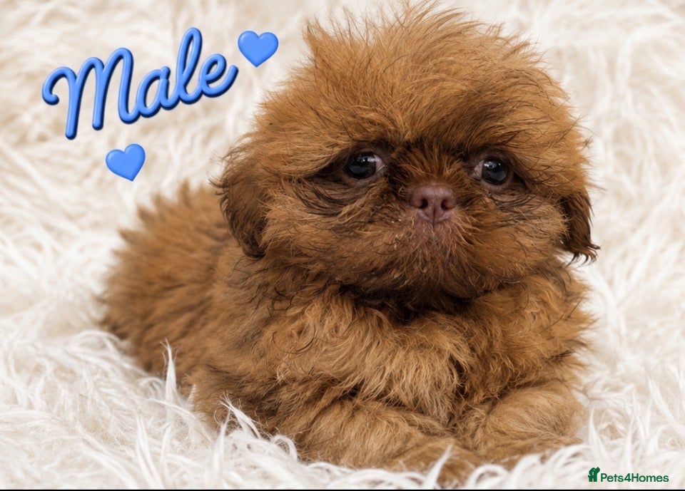Shih Tzu dogs Little Lion 🦁 Ready Last Boy Health Tested KC   - Advert 1