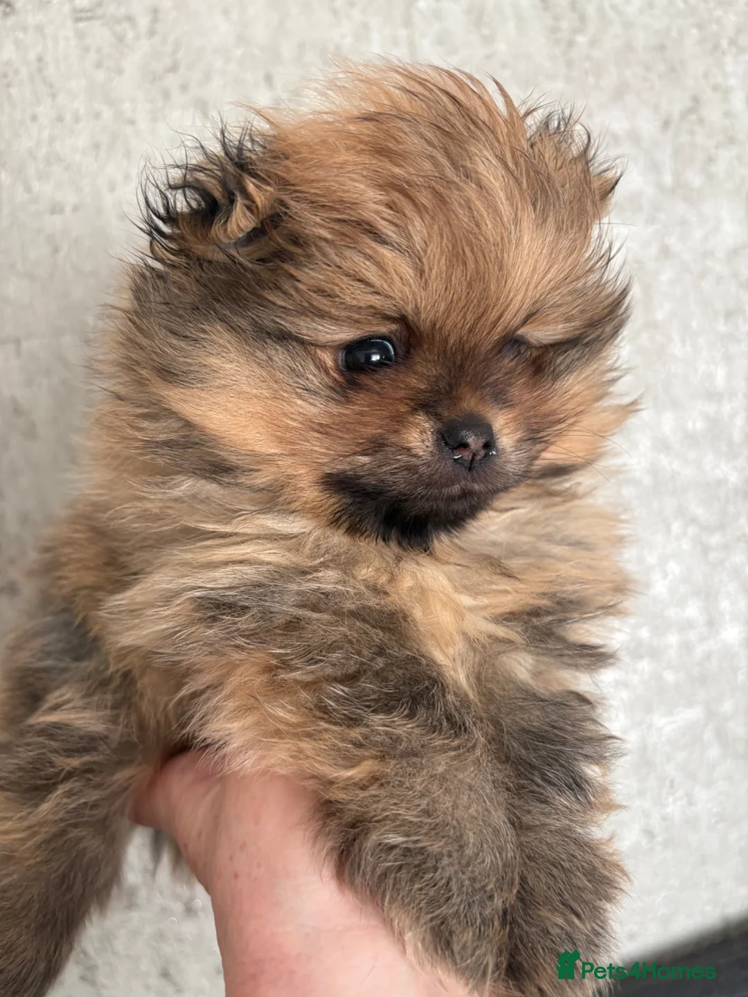 Pomeranian dogs for sale: Beautiful quality Pomeranian puppies kc reg  - Advert 1